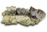 Fossil Titanothere (Megacerops) Partial Maxilla - South Dakota #300017-1